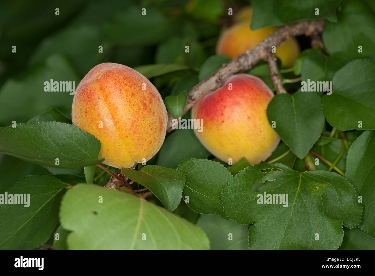 Aprikose, Aprikose, Aprikosen, Marille, Marillen, Früchte, fruchtbringender Baum, Obstbaum, Obstbaum, Prunus armeniaca Stockfoto
