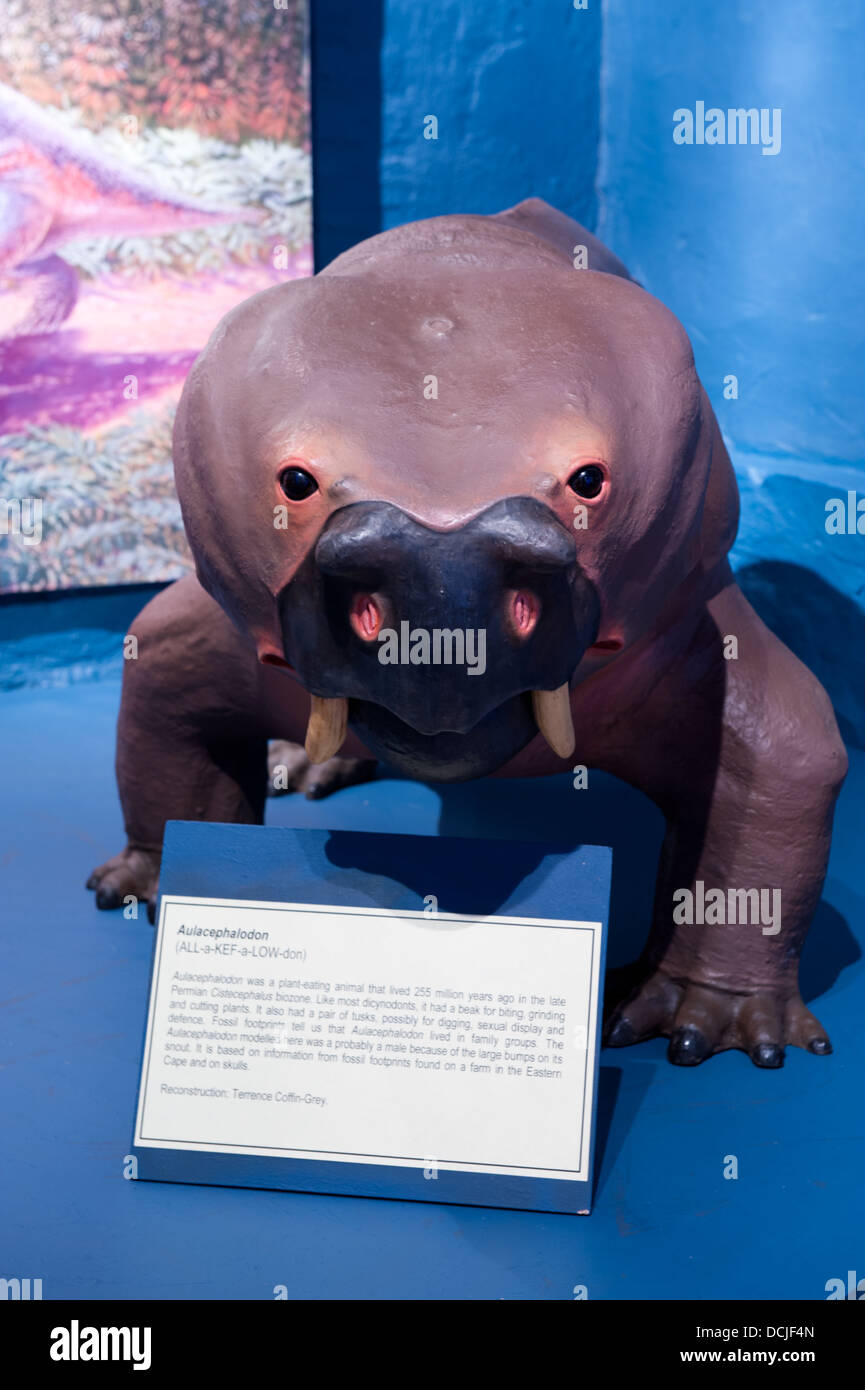 Anzeige am Fossil Museum, Nieu Bethesda, Eastern Cape, Südafrika Stockfoto