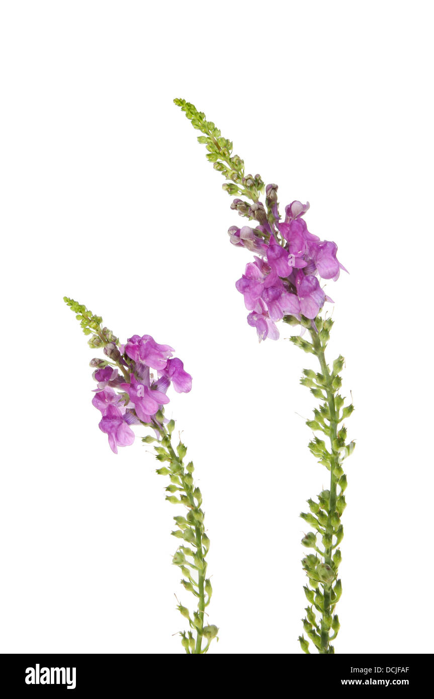 Lila Leinkraut, Linaria Purpurea, wilde Blume isoliert gegen weiß Stockfoto