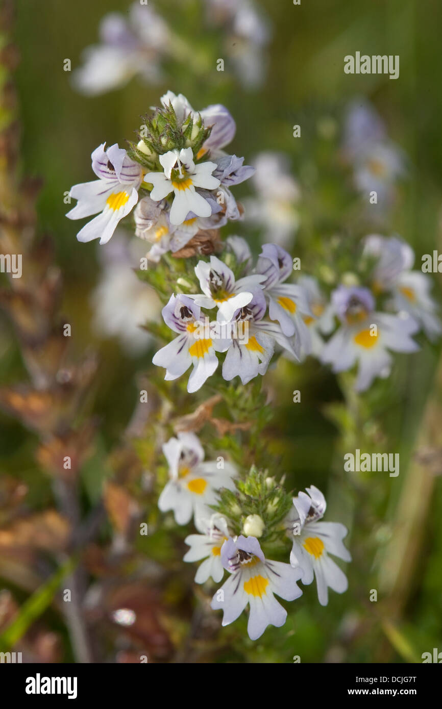 Augentrost, Euphrasia Rostkoviana, Eufragia, Gewöhnlicher Augentrost, Euphrasia officinalis Stockfoto