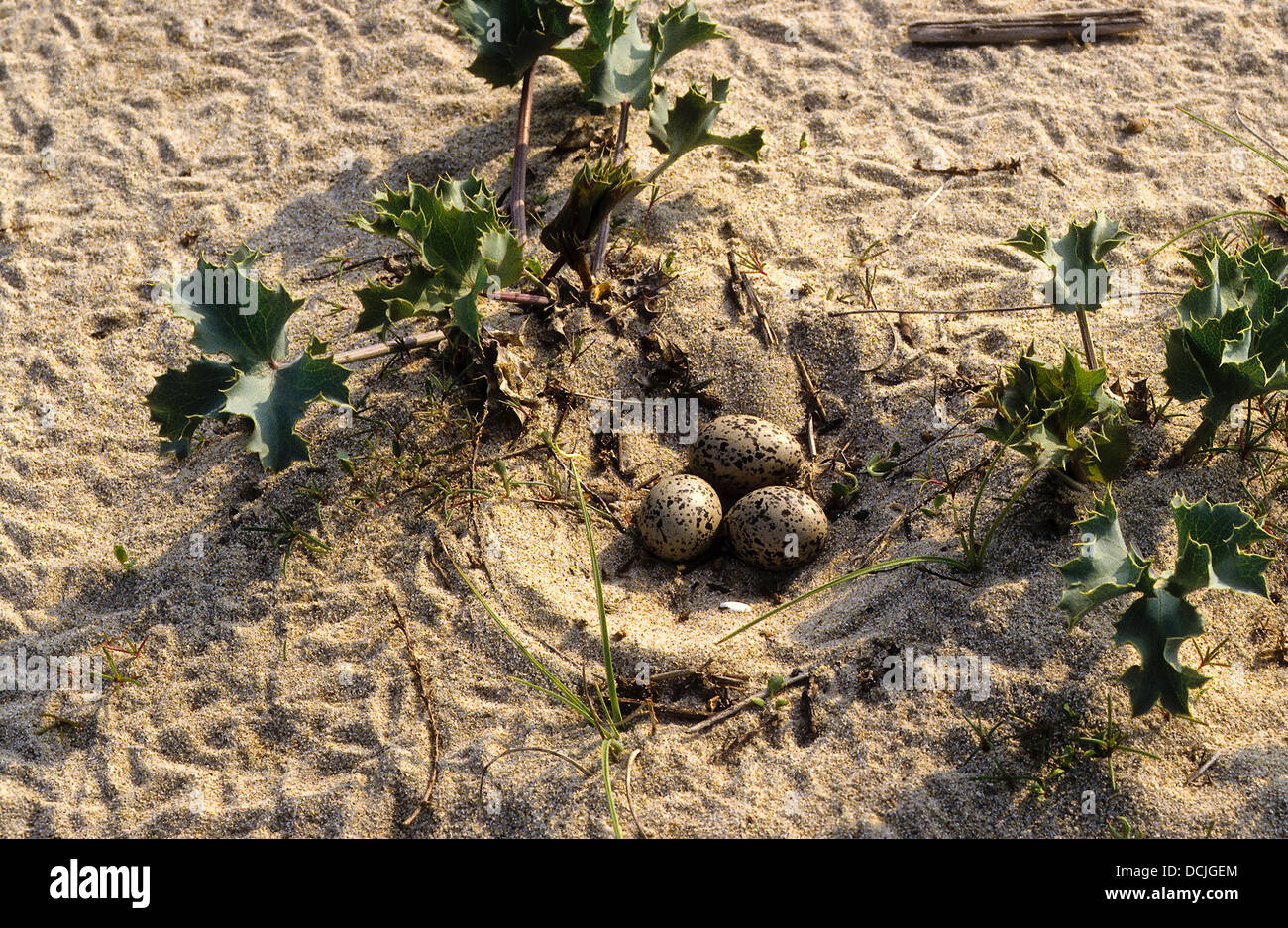 Austernfischer, Ei, Eiern, Schachteln, Tarnung, Tarnung, Ei, Nest, Gelege, Eier, Austernfischer, Haematopus Ostralegus Stockfoto