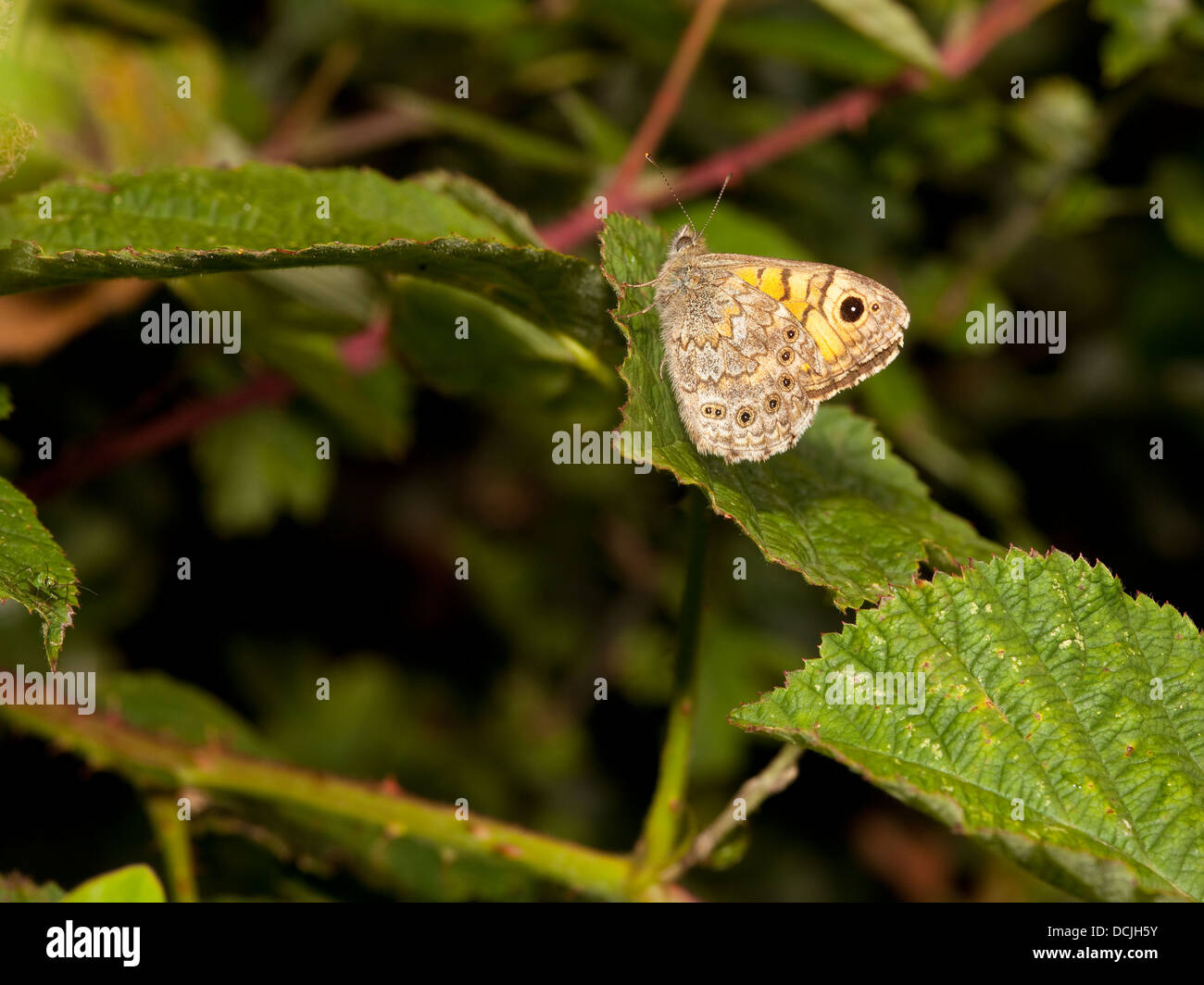 Eine Wand braun Schmetterling, lateinischer Name Lasiommata Megera ruht auf Laub im Sommer Stockfoto