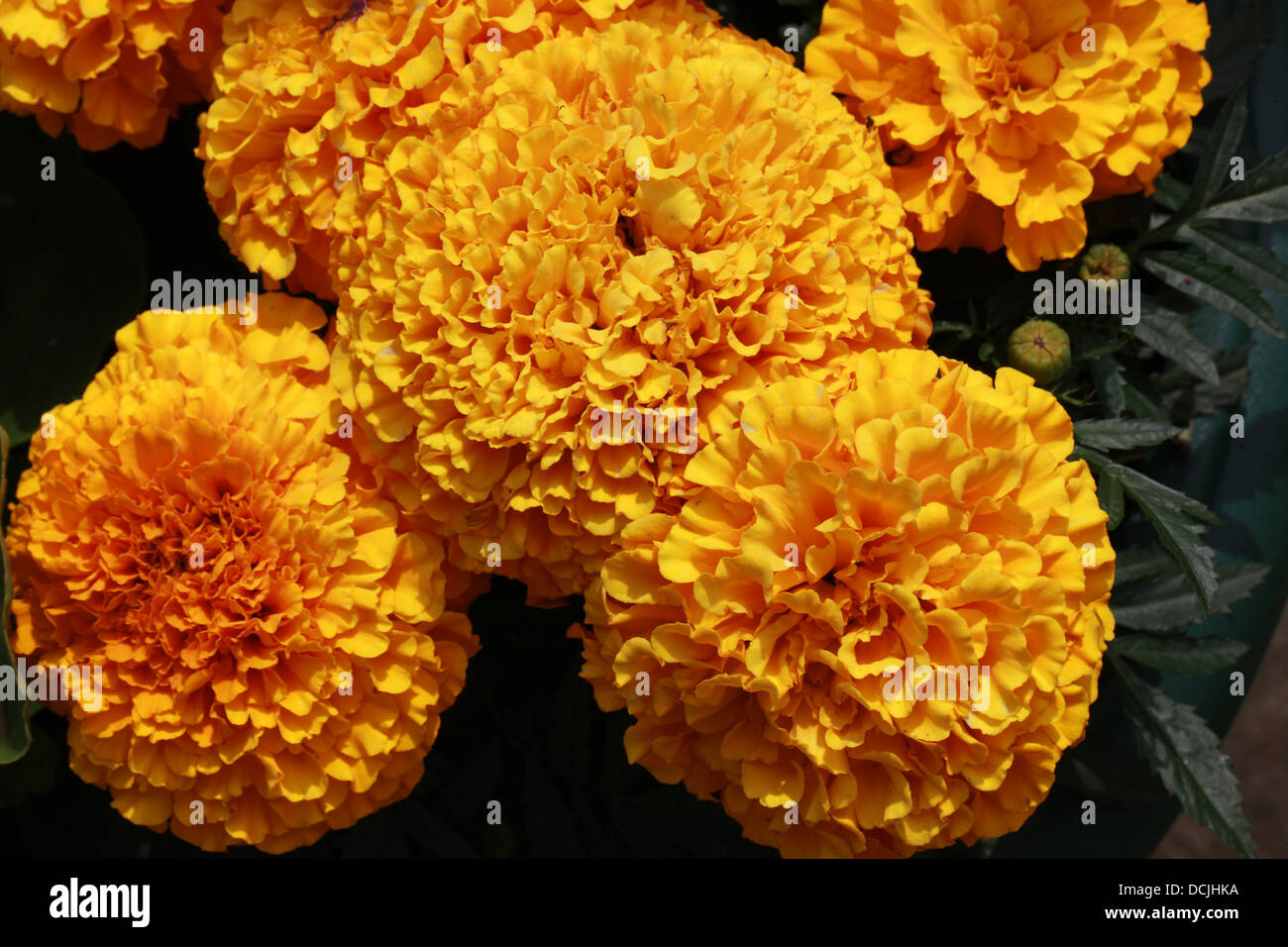 Afrikanische Ringelblume, mexikanische Ringelblume, aztekische Ringelblume, Tagetes Erecta, Asteraceae. Stockfoto