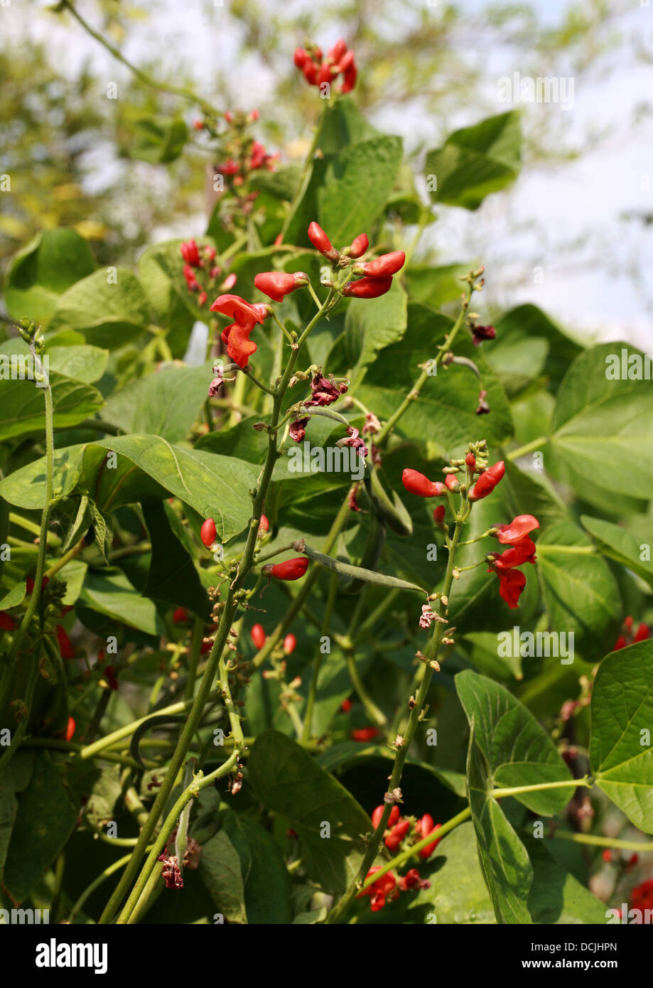 Runner Bean, Scarlet Runnerbean oder mehrblütig Bean Blumen "Polestar", Phaseolus Coccineus, Fabaceae. Stockfoto