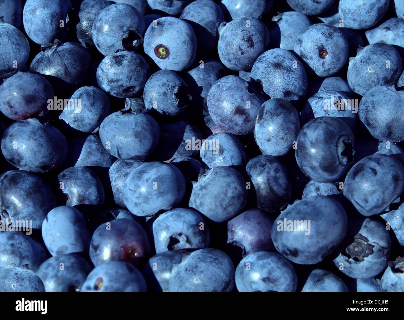 Heidelbeeren blaue Frucht Hintergrund für eine natürliche und gesunde Ernährung Konzept als Heidelbeere Natur Symbol für einen Lebensstil der Gesundheit konzentriert mit frischen Beeren essen, die reich an Vitaminen und Antioxidantien. Stockfoto
