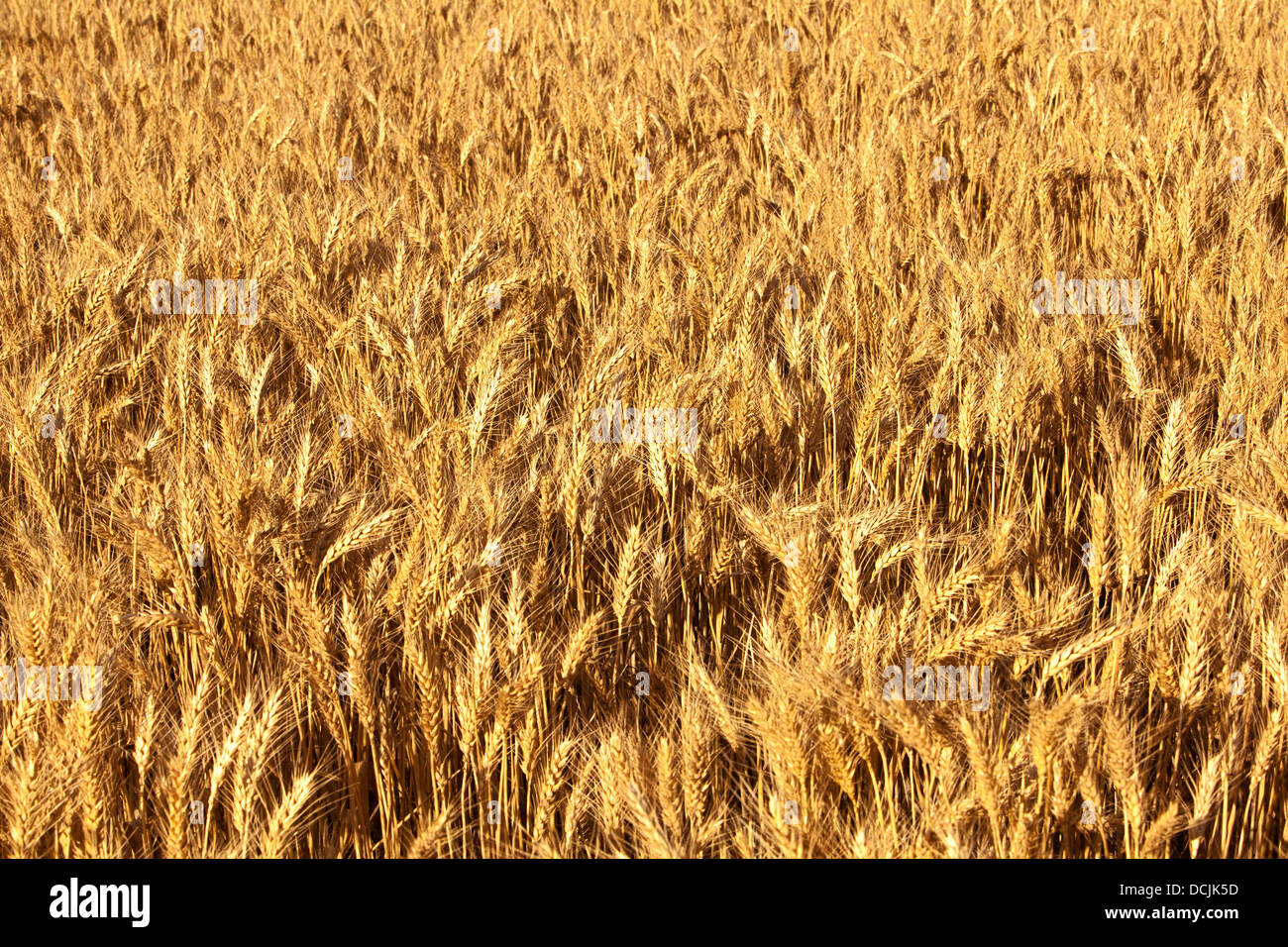 Weizen reif für die Ernte in der Landwirtschaft im mittleren Norden von South Australia Stockfoto