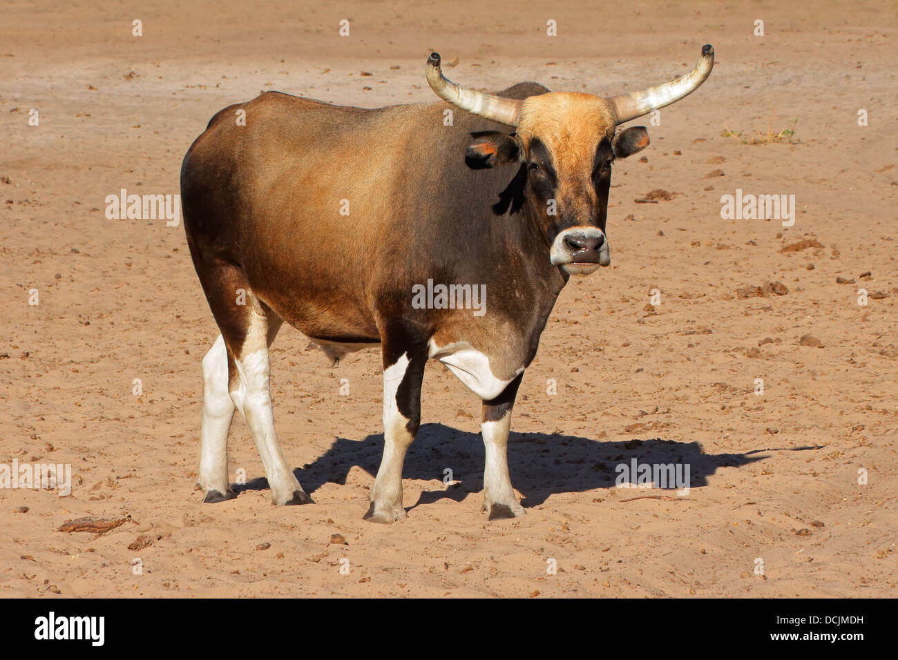 Sanga Bull - einheimische Rinderrasse der nördlichen Namibia, Südliches Afrika Stockfoto