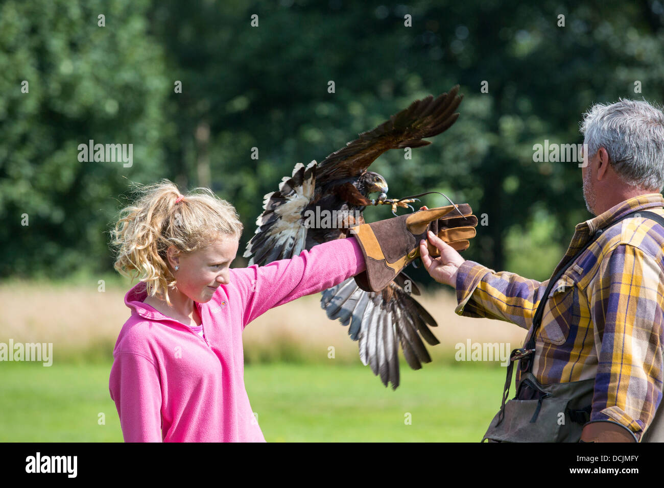 Eine Falknerei Display an Lowther Bird Of Prey Centre, in der Nähe von Penrith, Cumbria, UK, Stockfoto