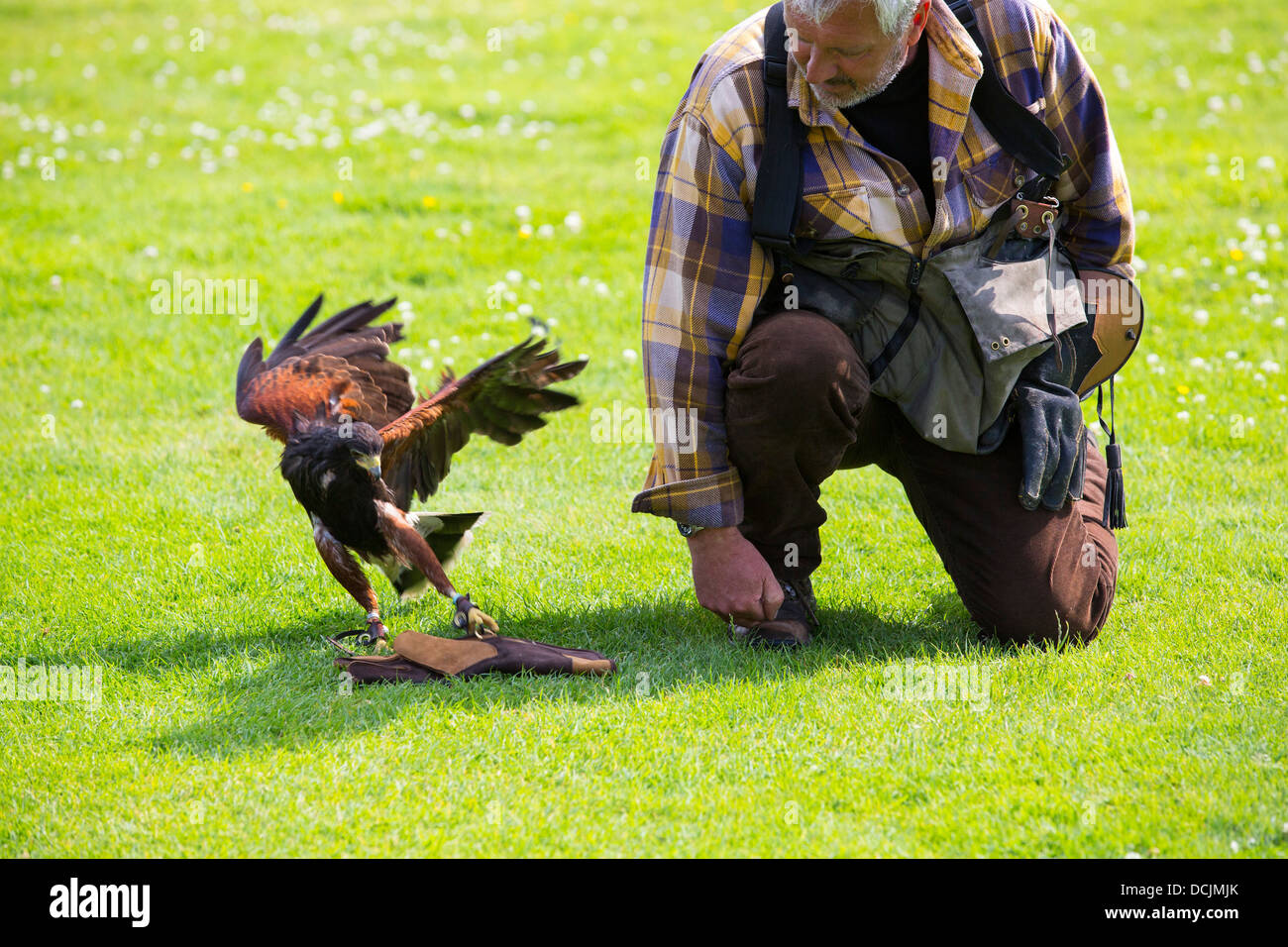 Eine Falknerei Display an Lowther Bird Of Prey Centre, in der Nähe von Penrith, Cumbria, UK, Stockfoto