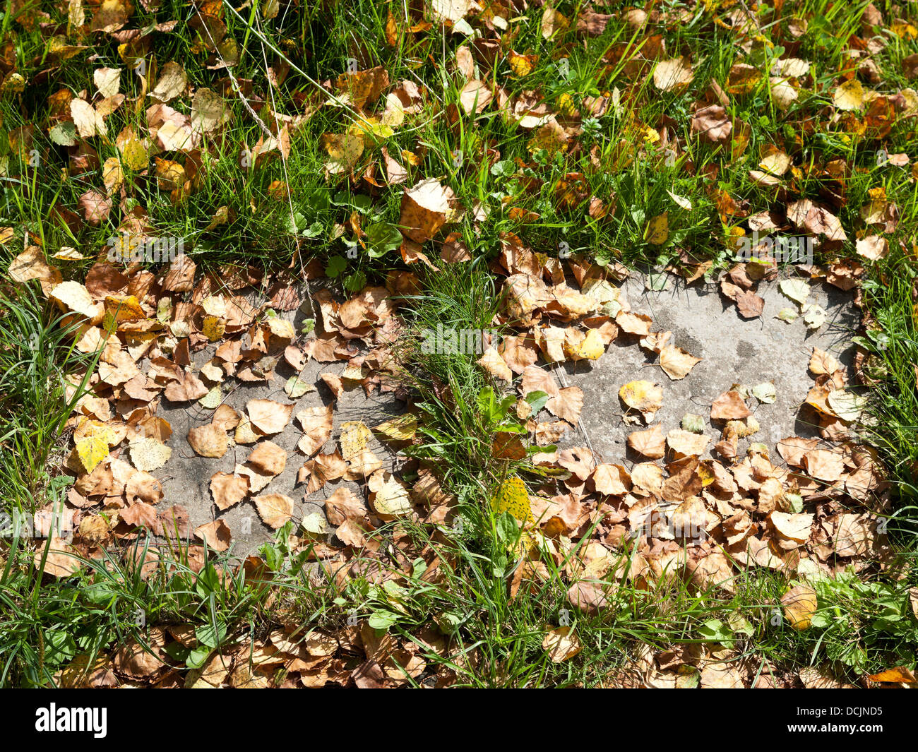 Gefallene gelbe Herbstlaub auf Bürgersteig-Tafel im sonnigen Tag Stockfoto