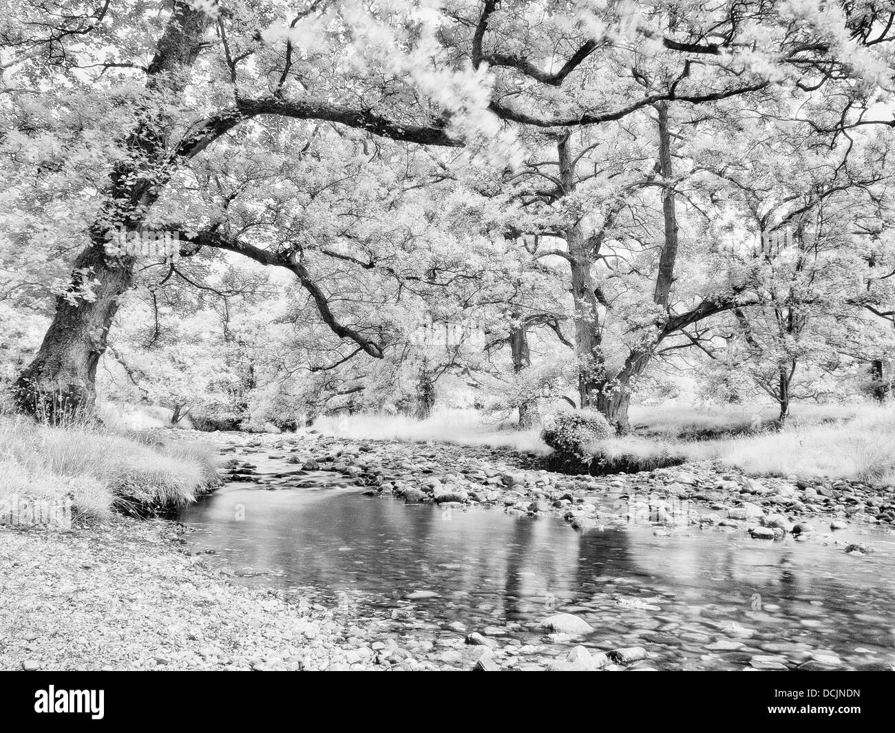 Infrarot, Fluß Wyre, Abbeystead, Lancashire, UK Stockfoto