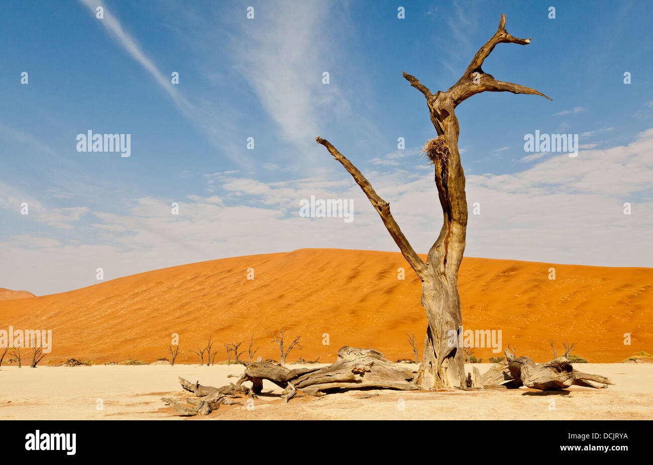 Tote Bäume in die Lehmpfanne Deadvlei in Namibia Stockfoto