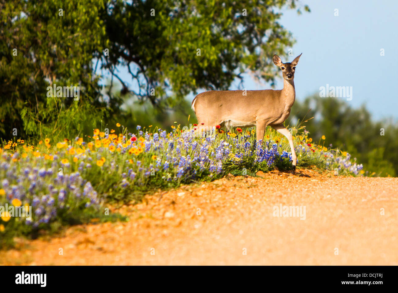 Ein Reh kam aus einem Wildblumen-Feld entlang einem Feldweg im Hill Country, Texas. Stockfoto