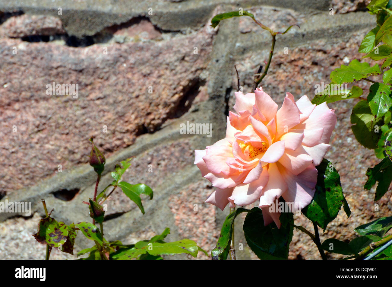 Rosa rose gegen eine alte rote Sandsteinwand in Cumbria Südbereich des Lake District. Stockfoto