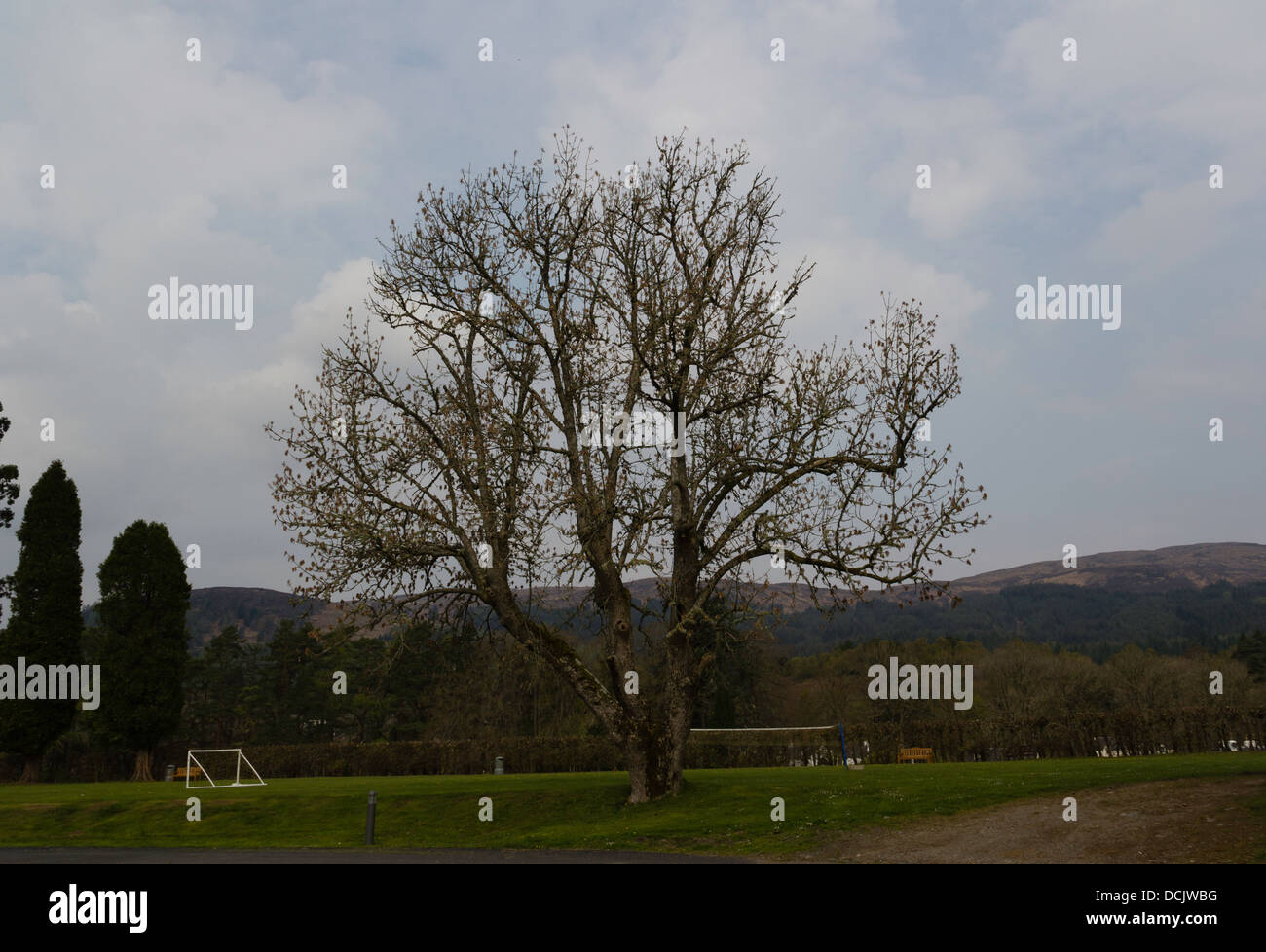 Einen alten Baum in der Mitte ein Garten und ein Spielplatz in eine Rasenfläche mit einem Spielfeld, Netze und weiße Wolken im Himmel Stockfoto