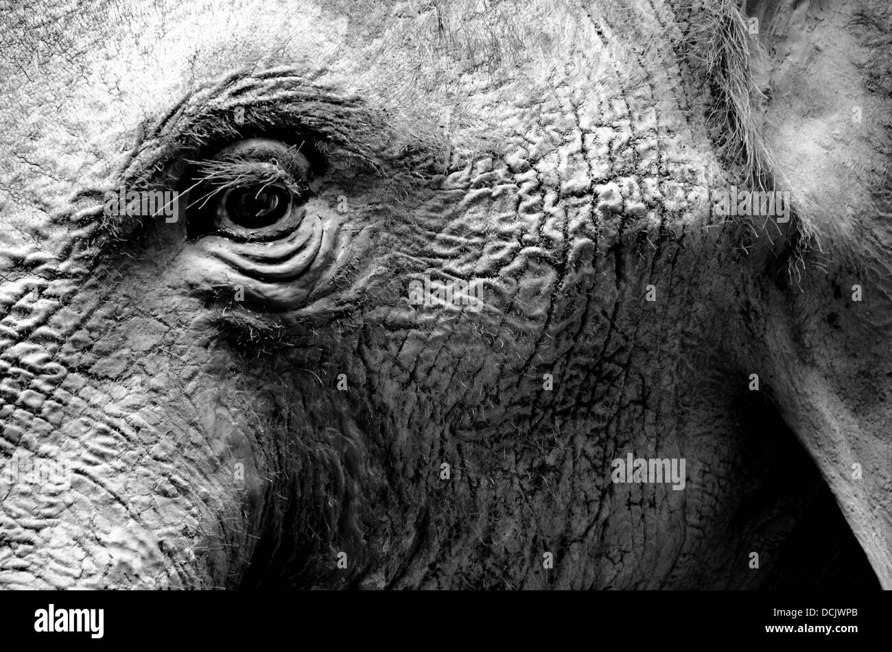 schwarz-weiß Bild der Kopf eines Elefanten Stockfoto