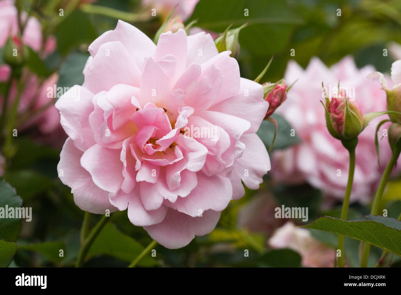 Rosa "Felicia". Strauchrose in einem englischen Garten. Stockfoto