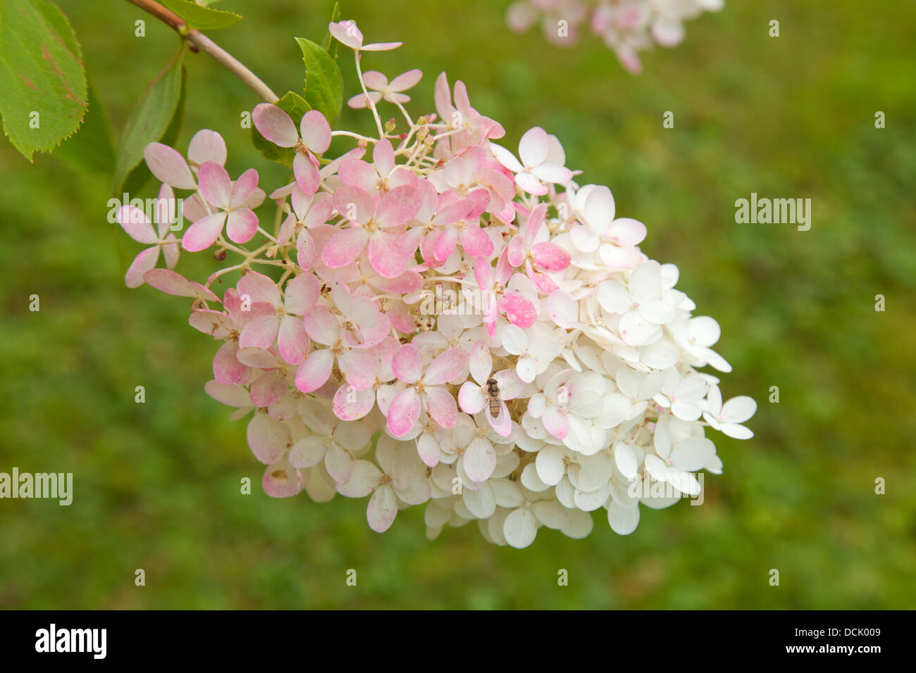 Blüte rosa und weißen hydrangea paniculata Stockfoto
