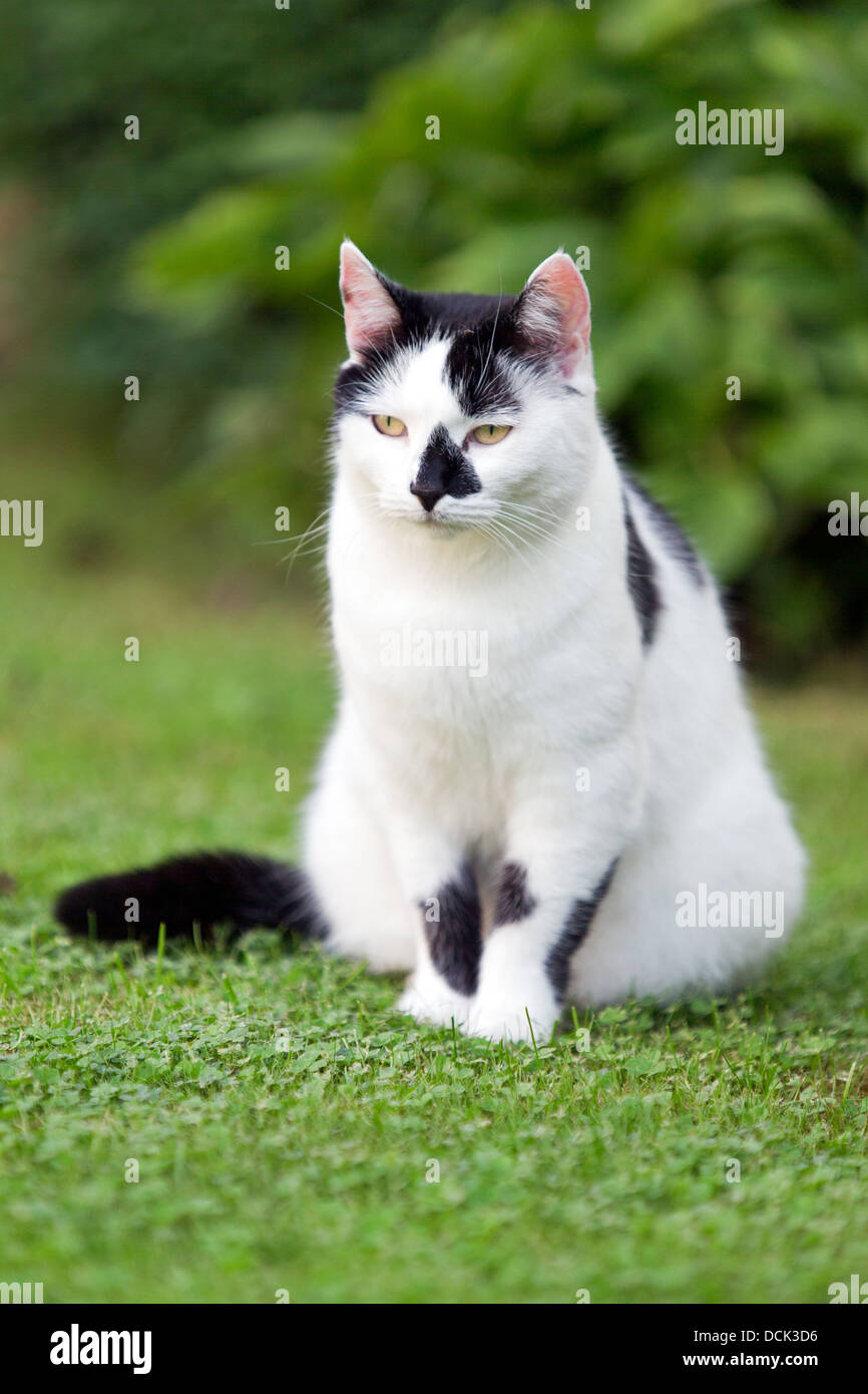 Hauskatze in einem Garten spielen. Stockfoto