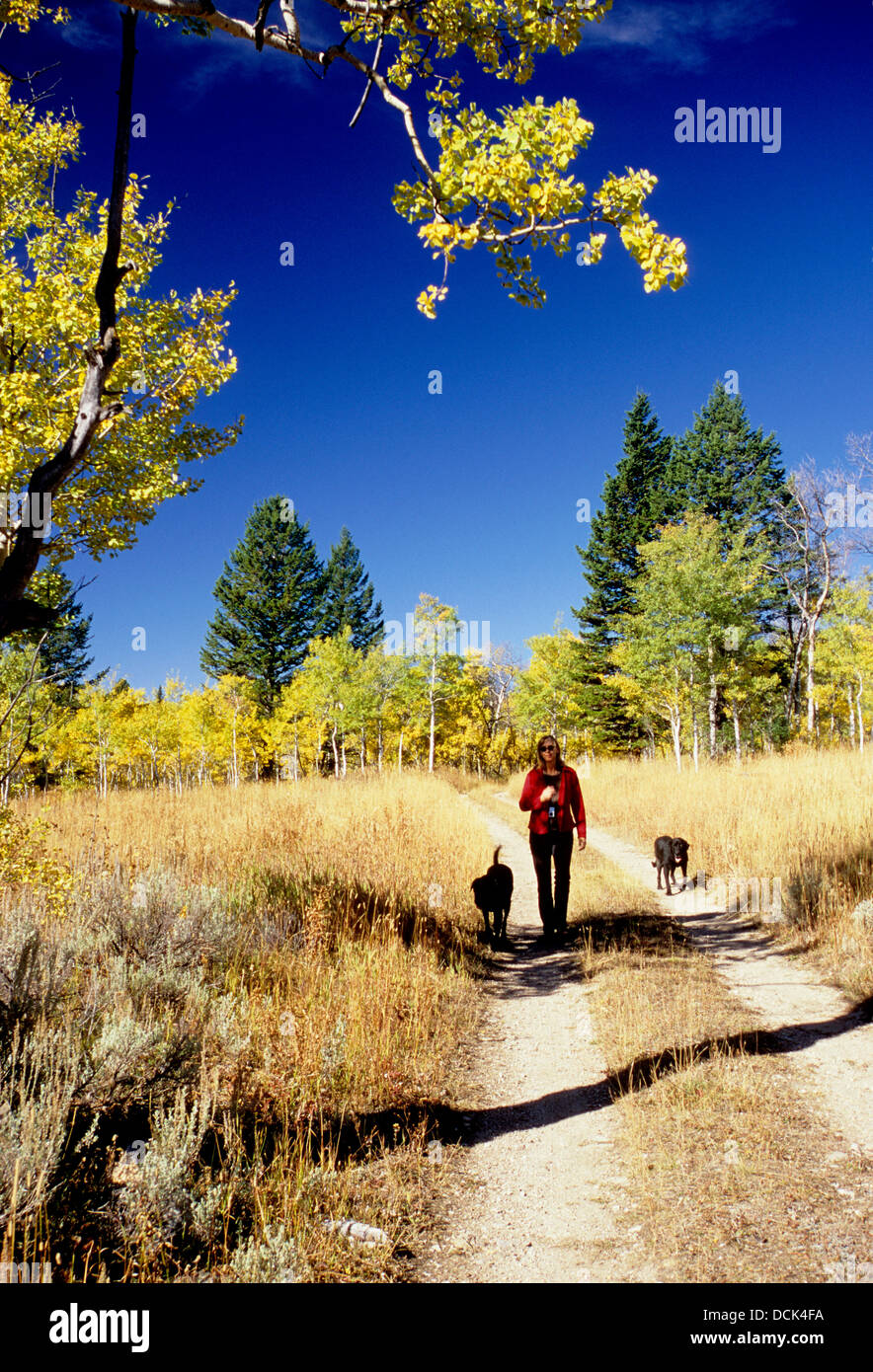 Frau und Hunde Bergwandern auf Waldweg im Herbst Henrys Lake in Caribou-Fremont National Forest, Idaho Stockfoto
