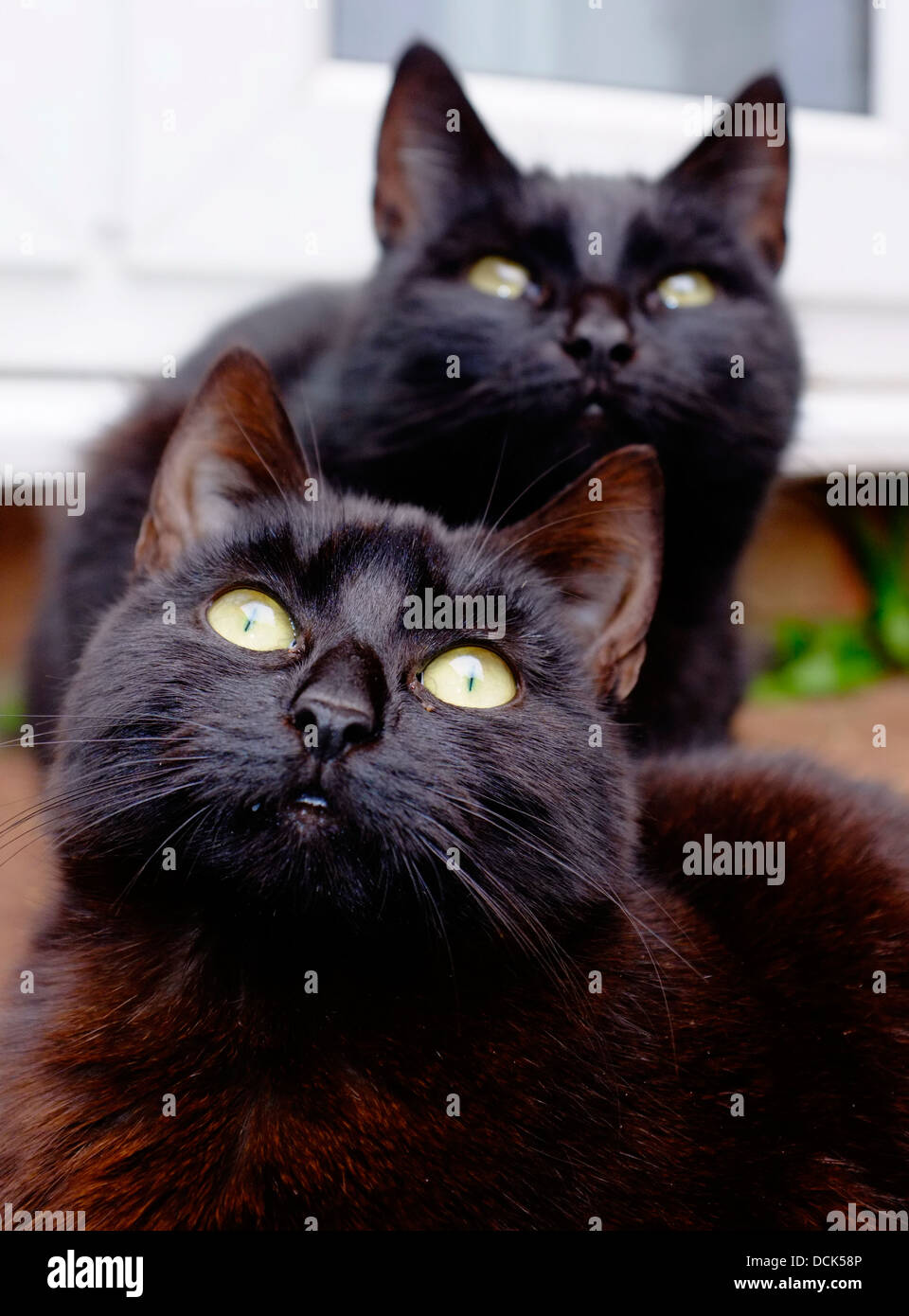 Wilde schwarze Katzen mit finsteren ausdrücken Stockfoto