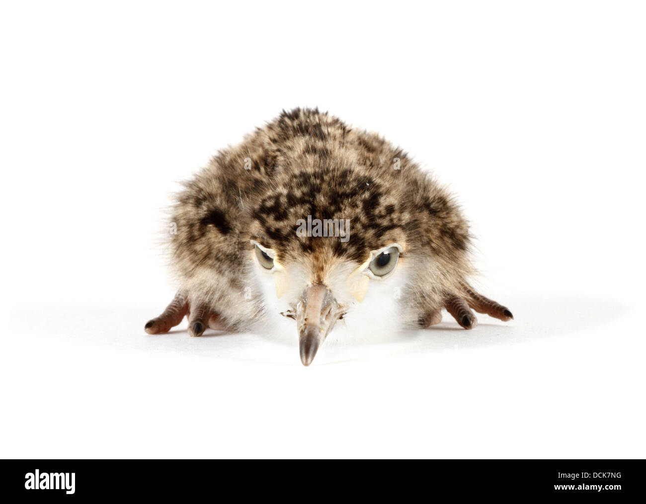 Sporn-winged Plover auf weißem Hintergrund fotografiert, Digital bereit für einfache Ausschnitt angepasst Stockfoto