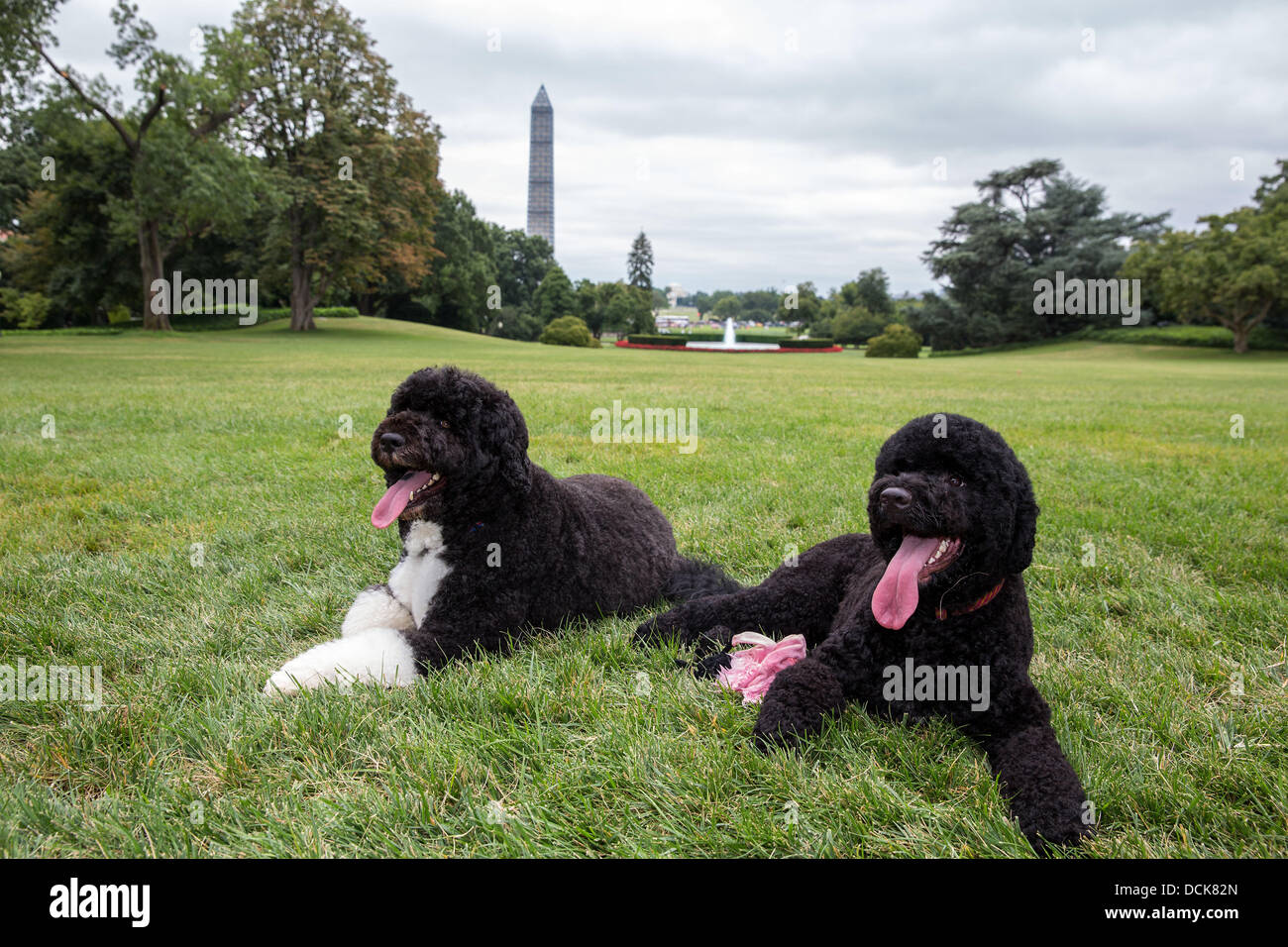 Bo, links, und Sunny, die Obama Familienhunde auf dem South Lawn des weißen Hauses 19. August 2013 in Washington, DC. Sunny ist ein reines Schwarz Portugiesischer Wasserhund heute im Weißen Haus, Bo als das erste Haustier Familie beizutreten angekommen. Stockfoto