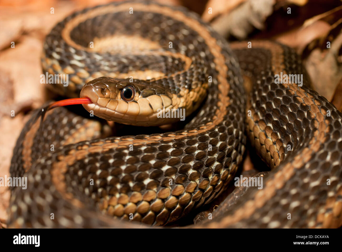 Nahaufnahme einer Zunge schnippte östlichen Strumpfband Schlange - Thamnopihs sirtalis Stockfoto