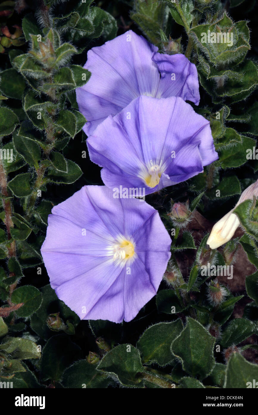 Nahaufnahme des blauen Rock Ackerwinde - Convolvulus Sabatius - Familie Convolvulaceae Stockfoto
