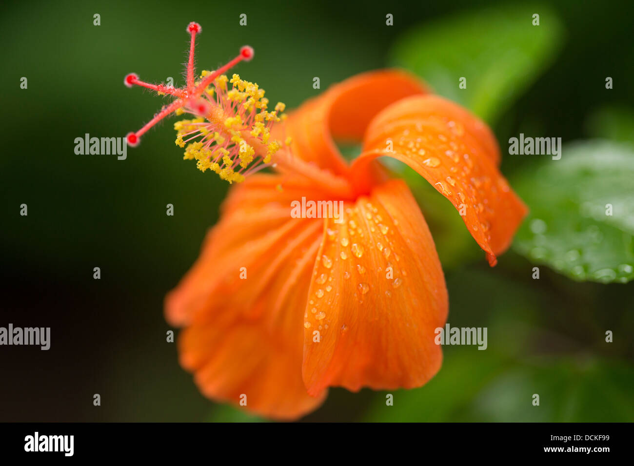 Nahaufnahme der Koki'o Hibiskusblüte, seltene endemische Hawaiian Strauch Stockfoto