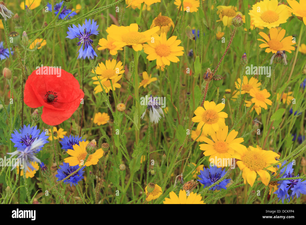 Britische Wildblumen Wiese gemeinsamen oder Feld Mohn, Chicorée und Mais Ringelblumen Stockfoto