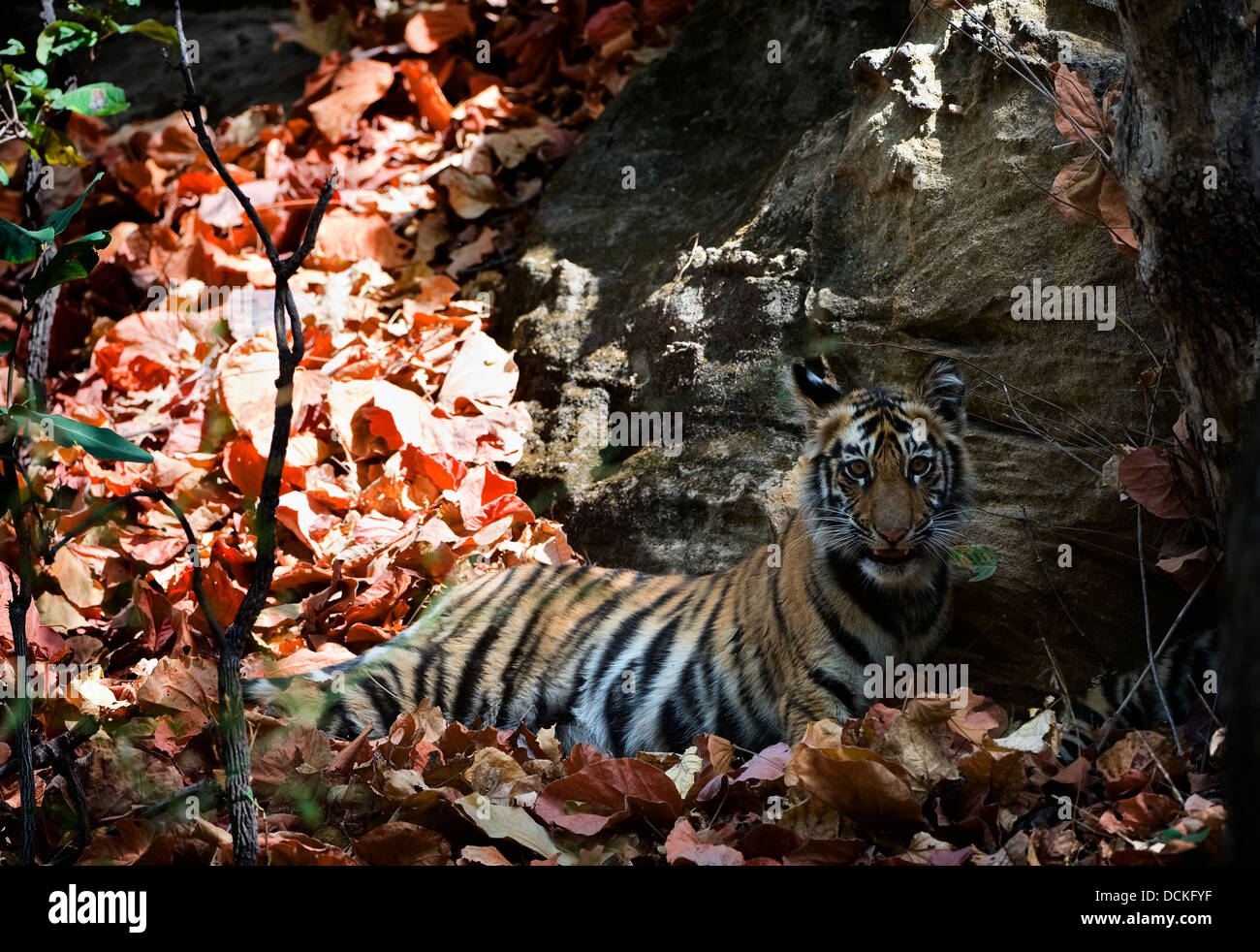 Junge Bengal Tiger. Stockfoto