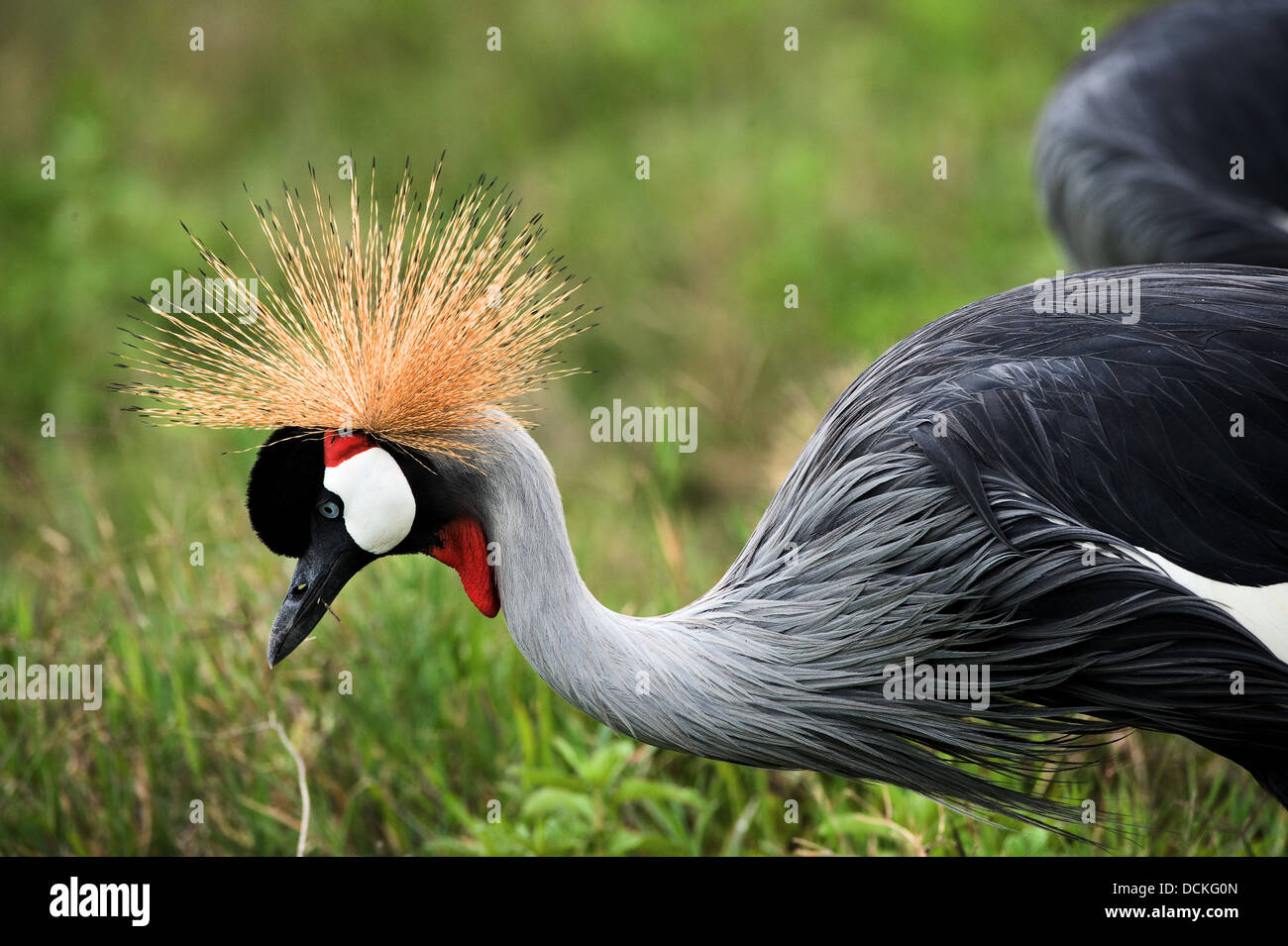 Der schwarze gekrönter Kran. Stockfoto