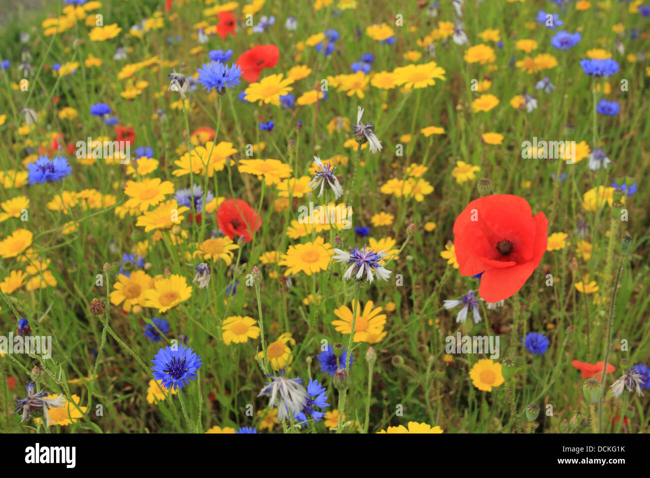 Britische Wildblumen gemeinsamen Mohn, Mais Ringelblumen und Chicorée Stockfoto