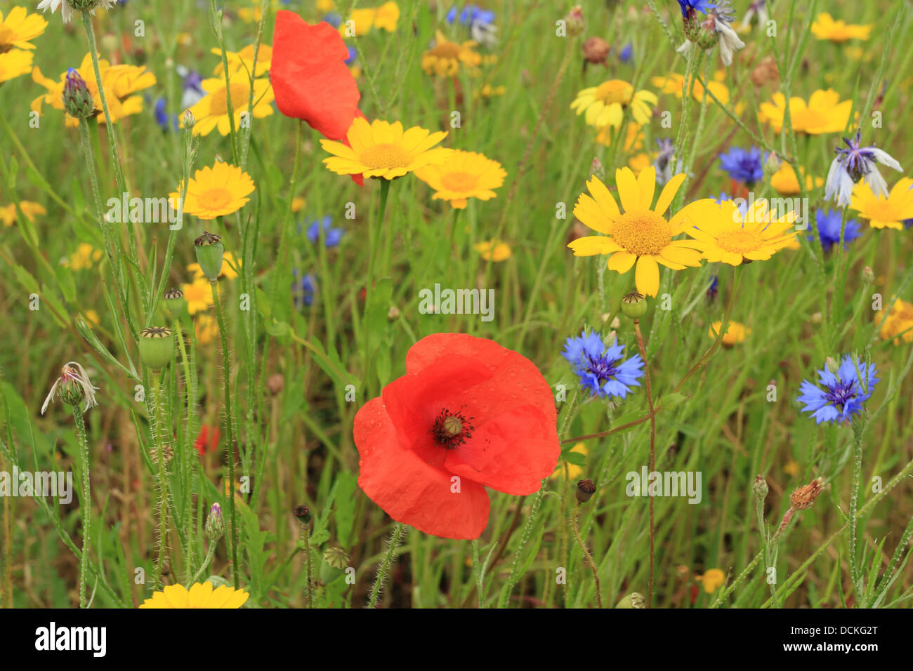 Britische wilden Blumen gemeinsamen Mohn Mais Ringelblumen und Chicorée Stockfoto
