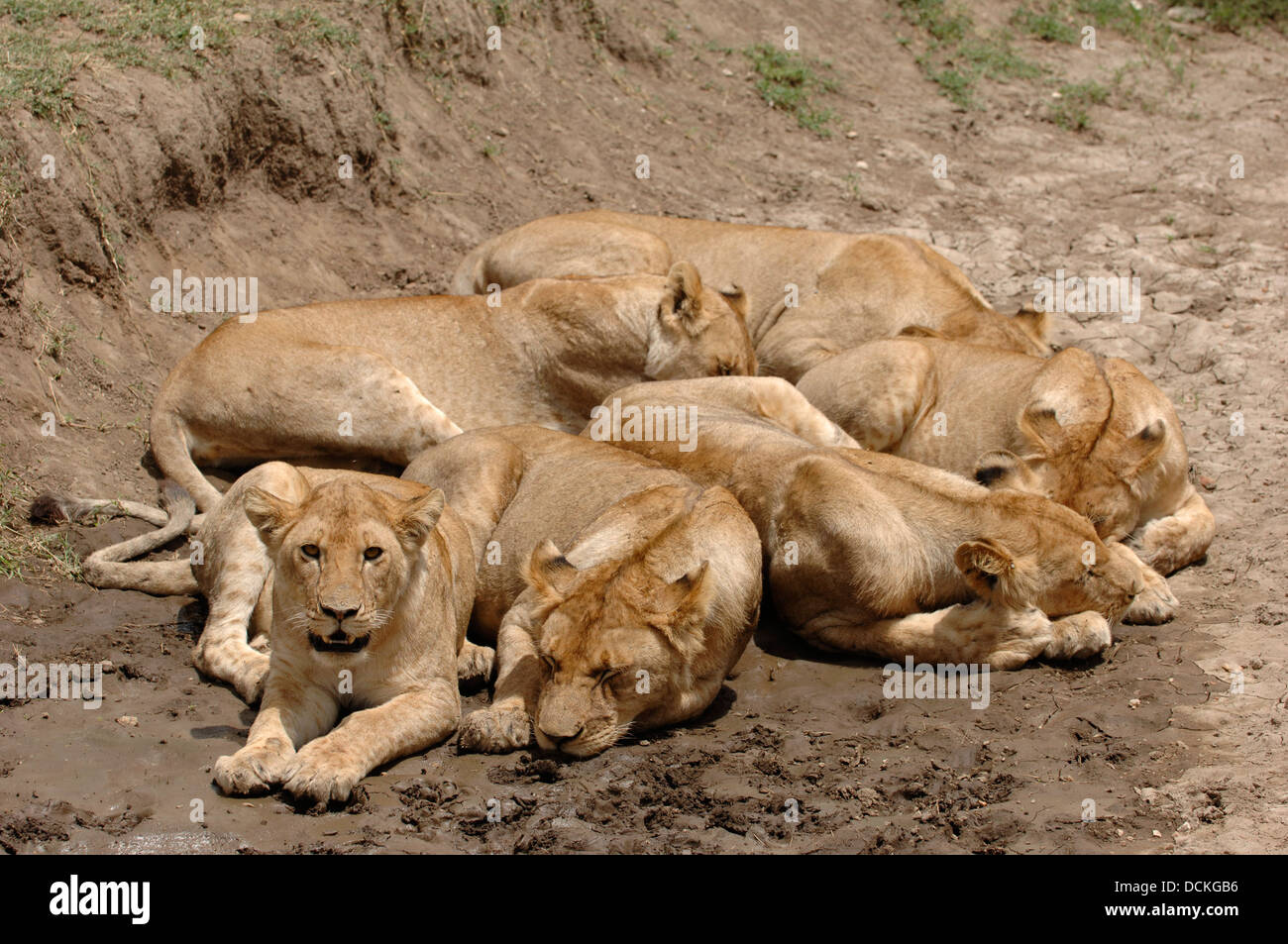 Sechs Löwen. Stockfoto