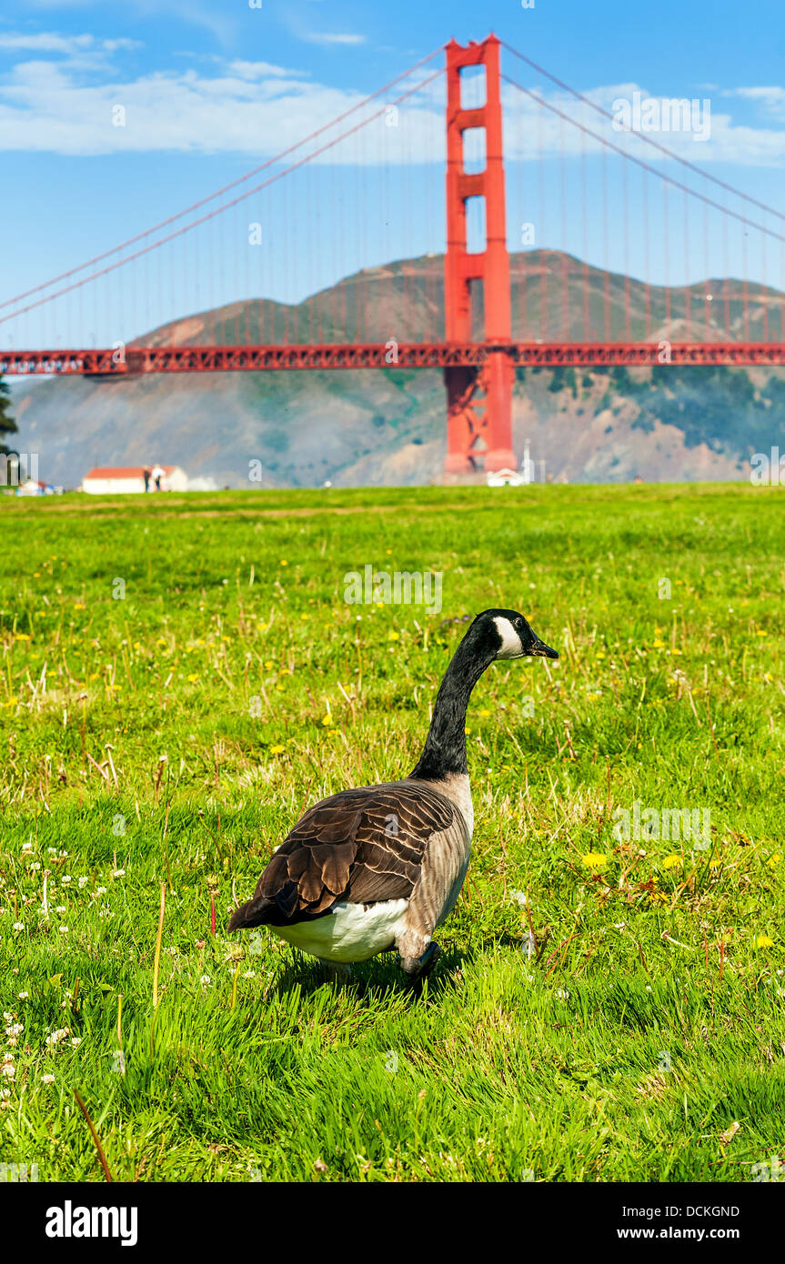 Bridge in San Francisco USA mit einer Gans ist Fuß in der Wiese Stockfoto