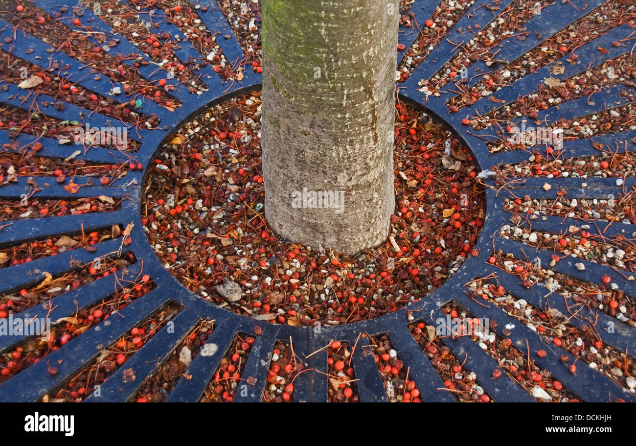 Rote Beeren, kreisförmige Raster mit strahlenförmig Linien, Baumstamm in Mitte.  Foto ist der Baum, umgeben von Schutzgitter. Stockfoto