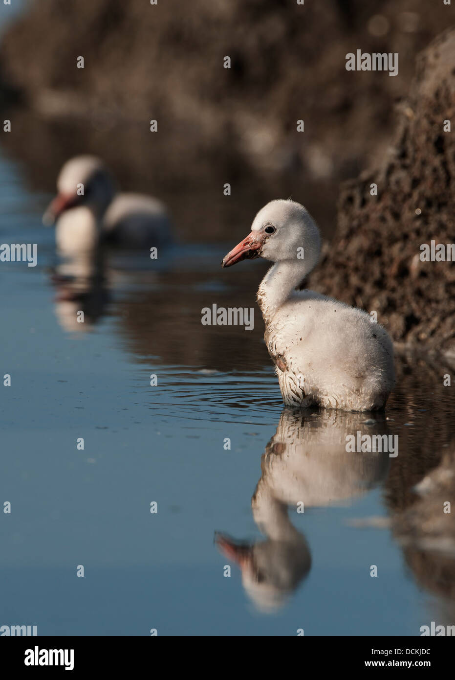 Baby-Vogel von der Karibik Flamingo. Stockfoto