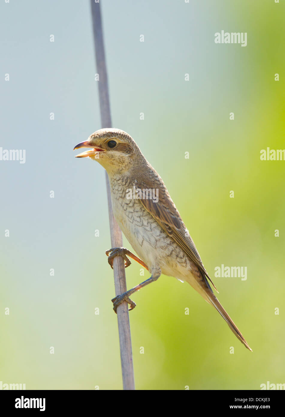 Juvenile rot backed Shrike Lanius Collurio auf Stamm September thront Stockfoto