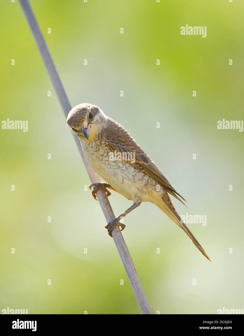 Juvenile rot backed Shrike Lanius Collurio auf Stamm September thront Stockfoto