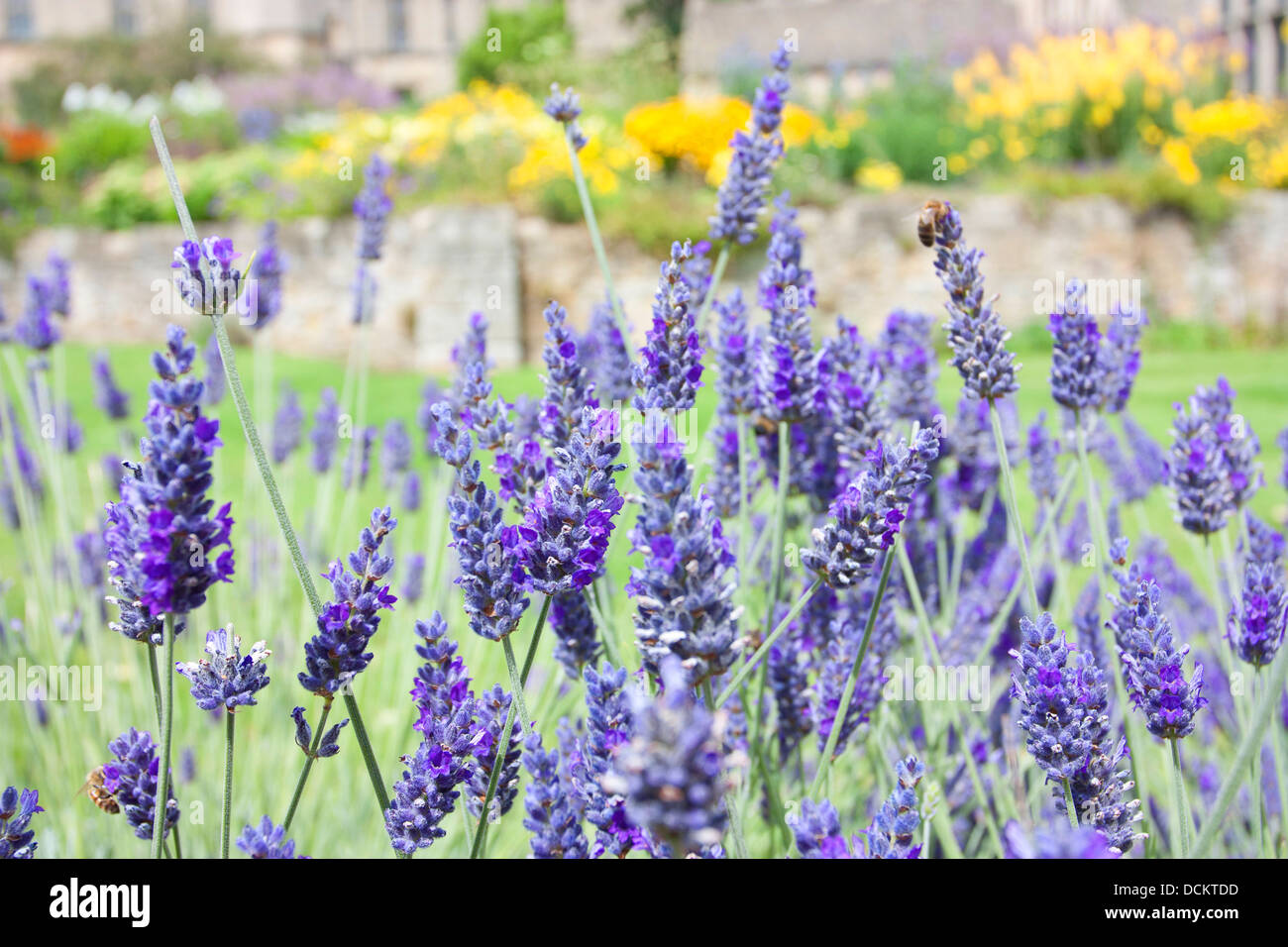 Typische englische Landschaftsgarten mit Lavendel-Busch im Vordergrund Stockfoto