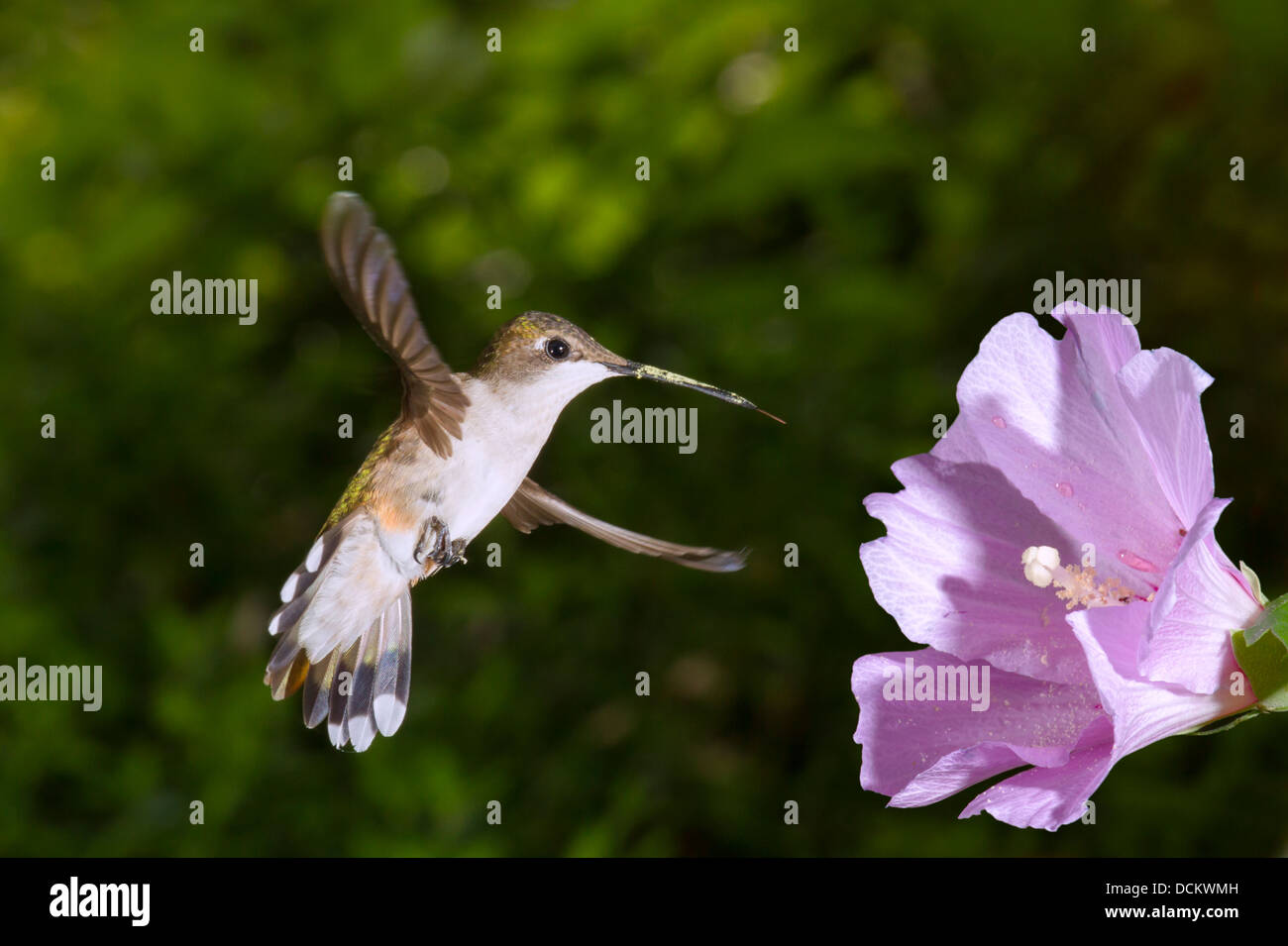 Frau Ruby – Throated Kolibri (Archilochos Colubris) in der Nähe von einer Blume. Stockfoto