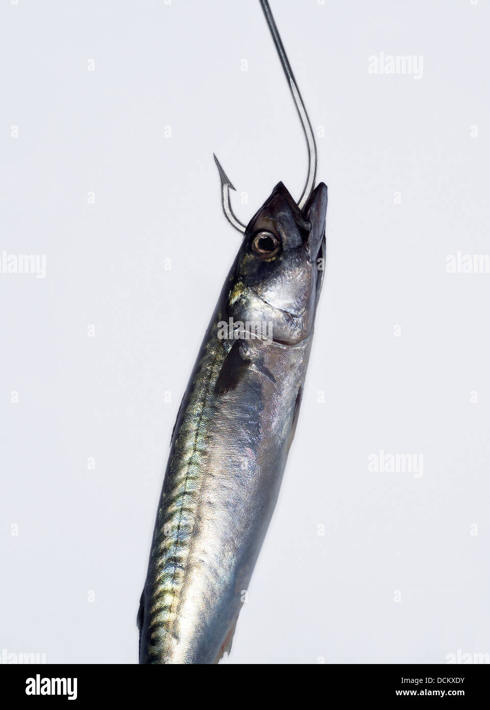 Hakenförmige Fisch Stockfoto