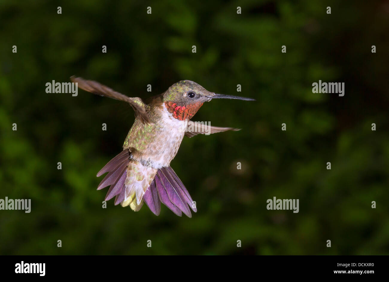 Männliche Ruby – Throated Kolibri (Archilochos Colubris) fliegen. Stockfoto