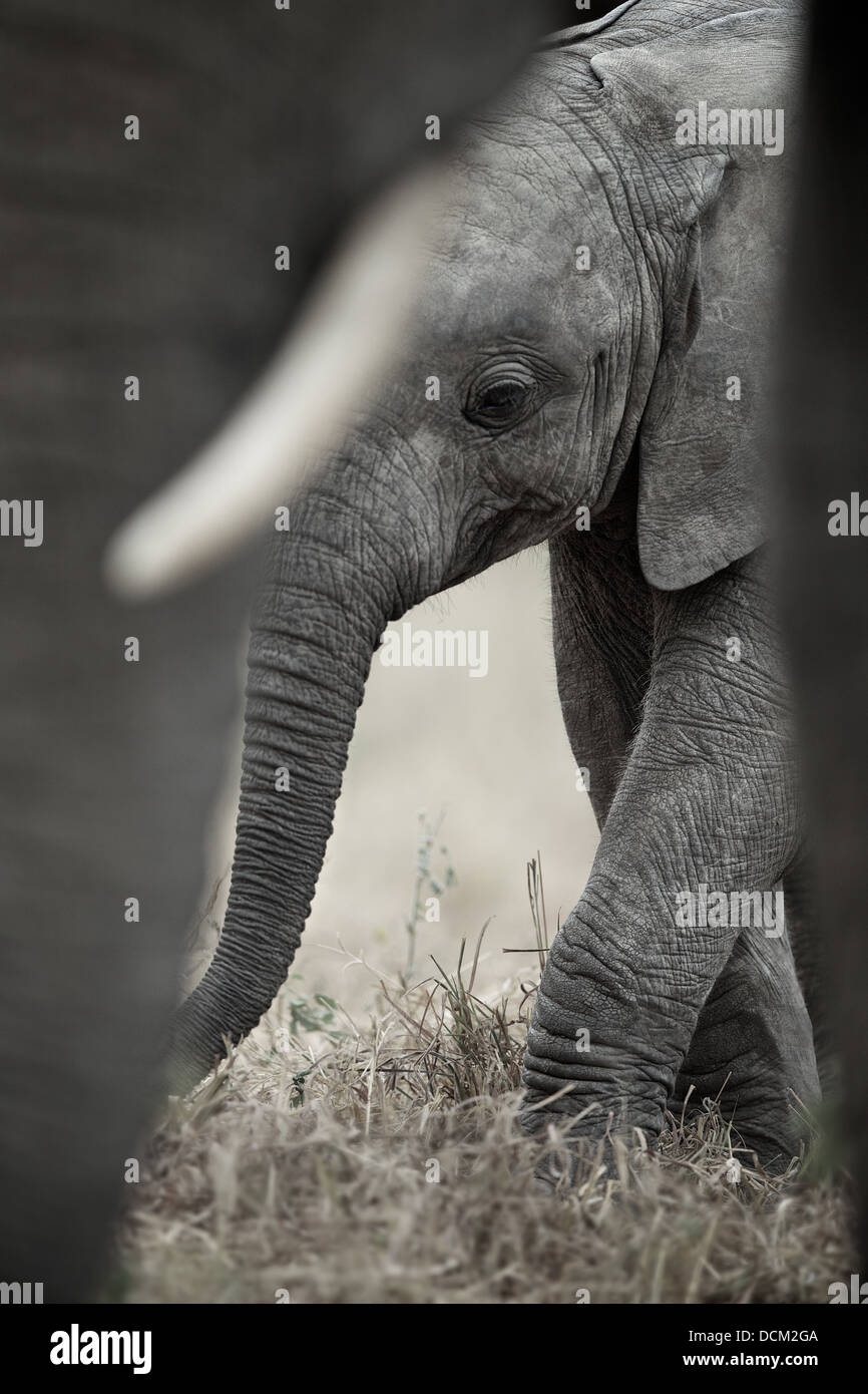Junger Elefant Kalb mit Mutter Elefant. Tarangire National Park. Tansania Stockfoto