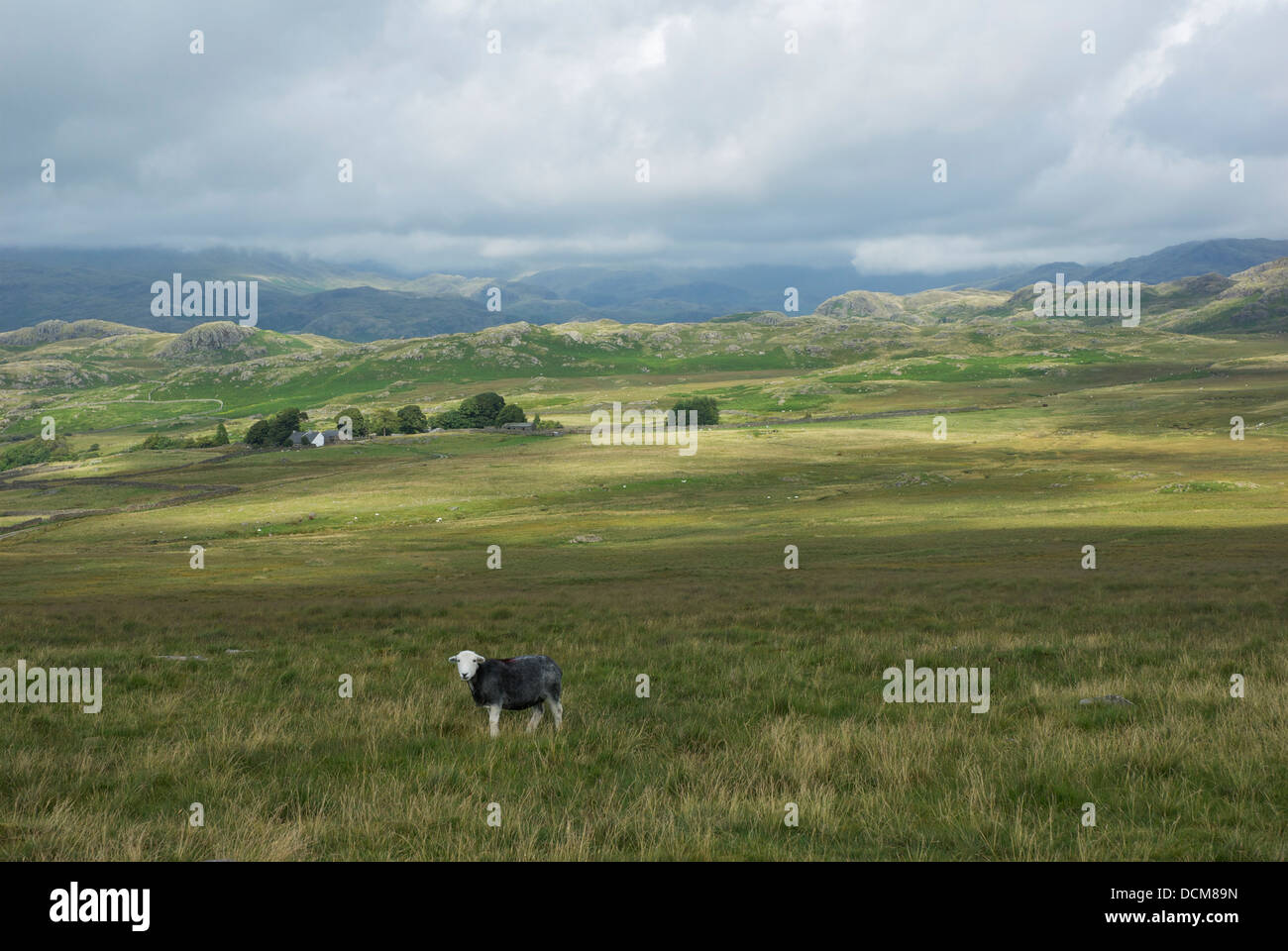 Herdwick Schafe auf Birker fiel, Nationalpark Lake District, Cumbria, England UK Stockfoto