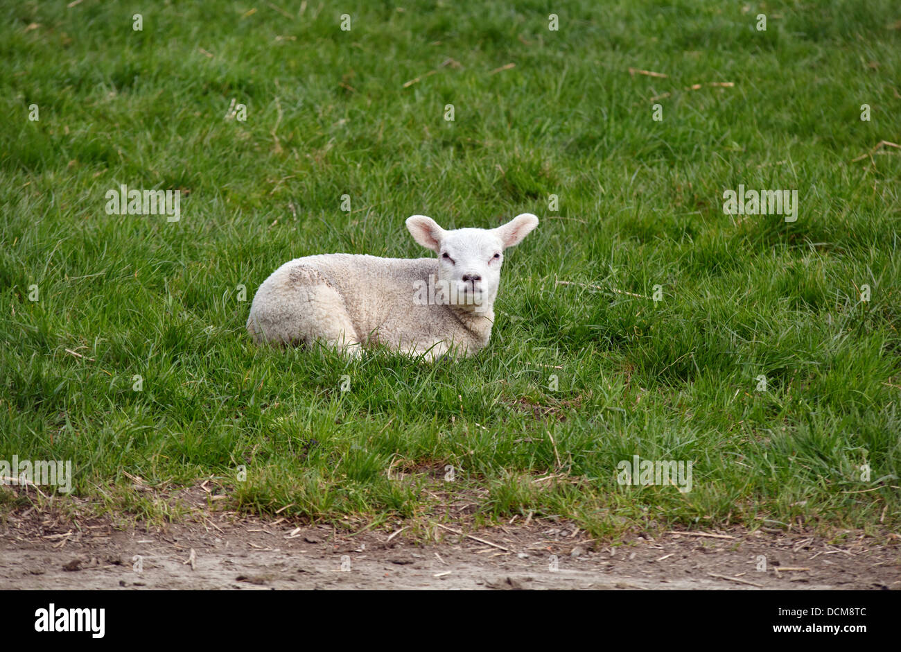 Lämmchen auf dem Rasen im freien Stockfoto