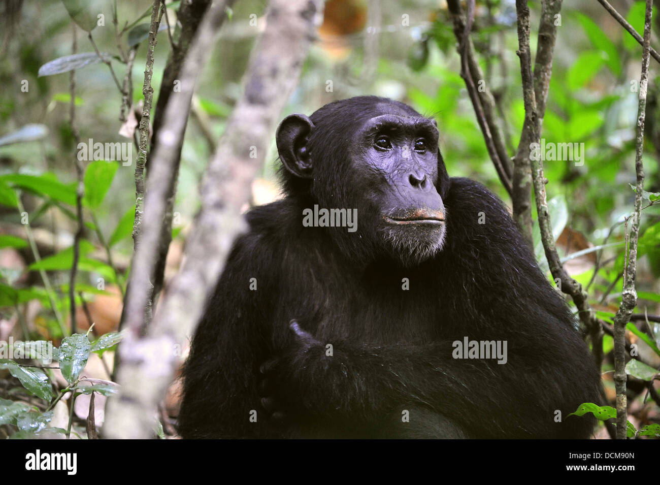 Wilde Schimpansen-Porträt Stockfoto