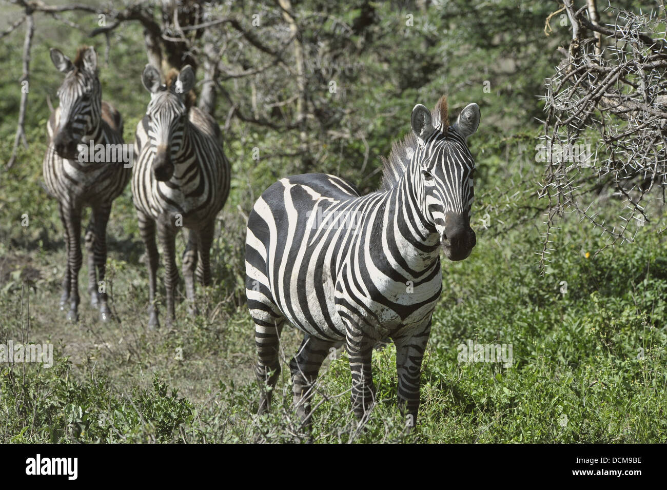 Wilde Zebras in Afrika. Stockfoto